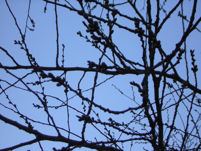 DSCN1210.jpg