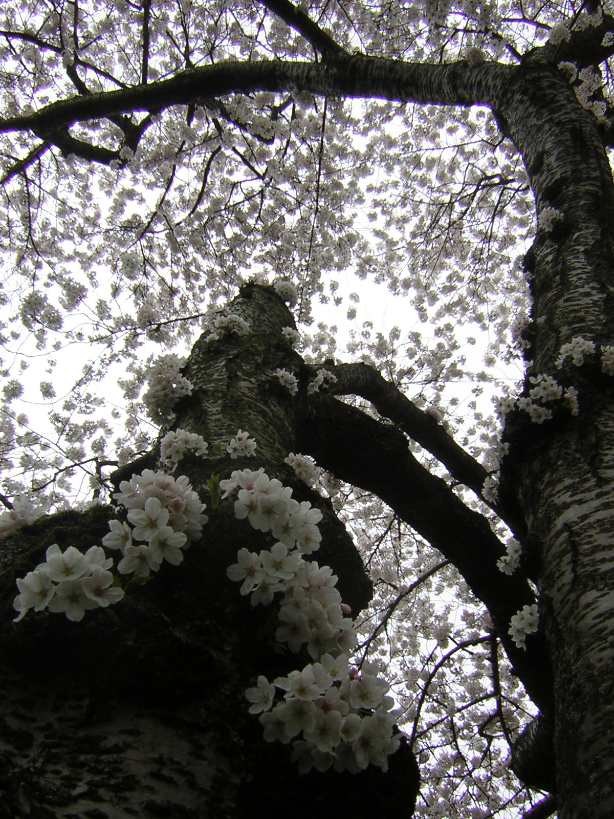 DSCN1229.jpg