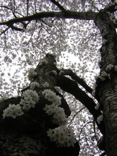 DSCN1229.jpg