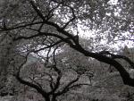 DSCN1231.jpg
