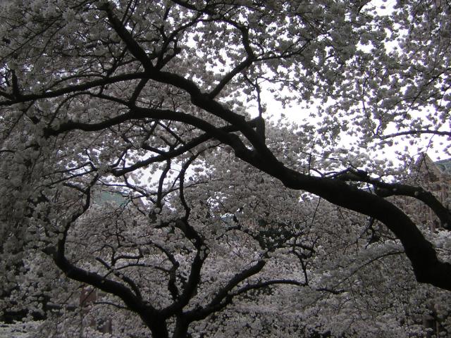 DSCN1231.jpg