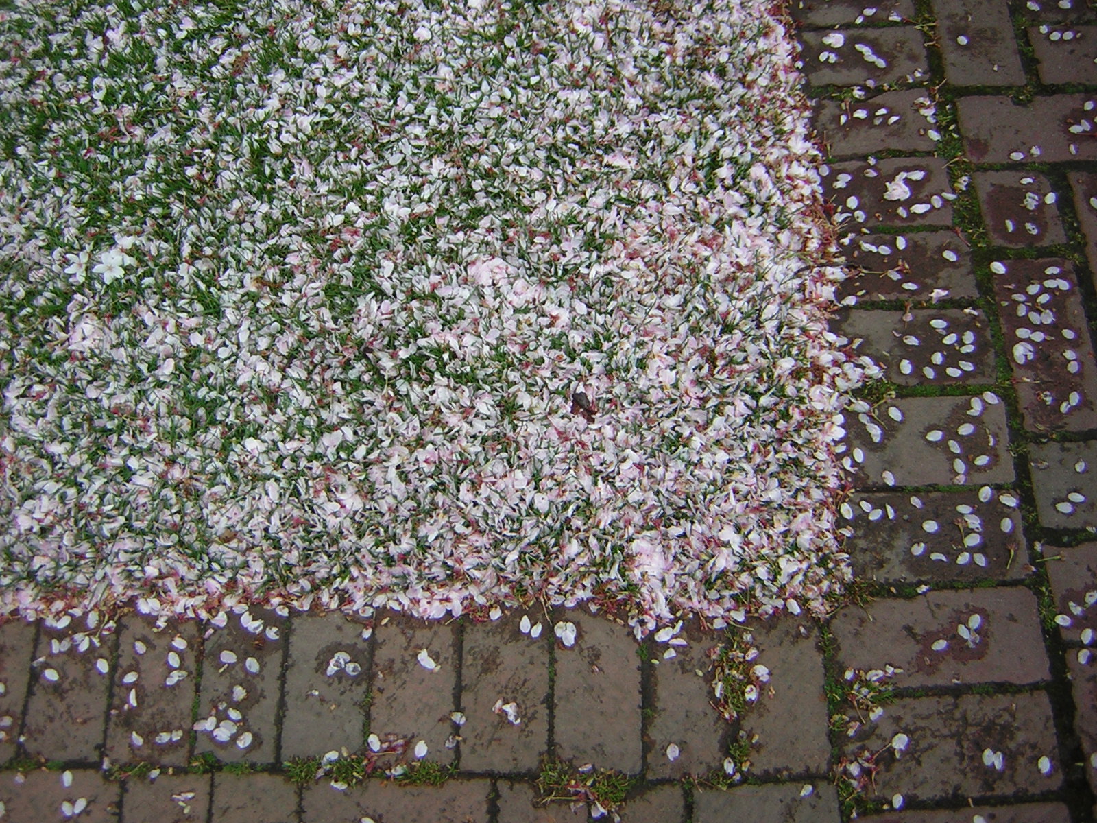 DSCN1371.jpg