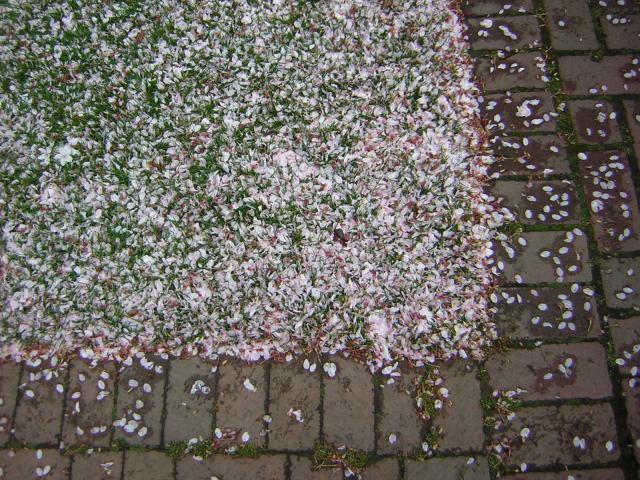 DSCN1371.jpg