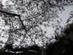 DSCN1375.jpg