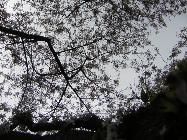 DSCN1375.jpg