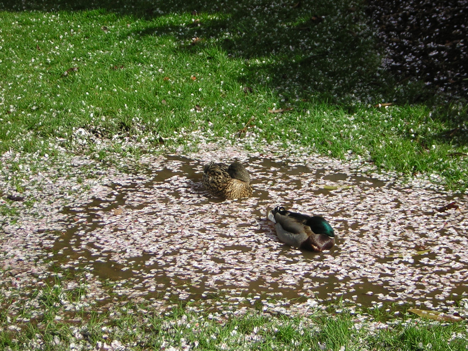 DSCN1380.jpg