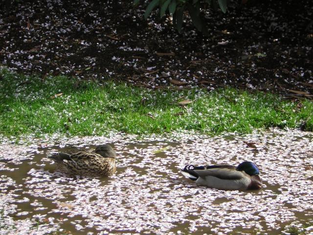 DSCN1381.jpg