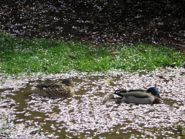 DSCN1382.jpg