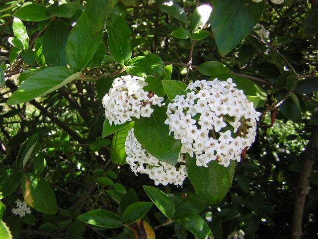 DSCN1447.jpg