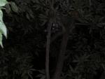 Raccoons!