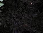DSCN2805.jpg