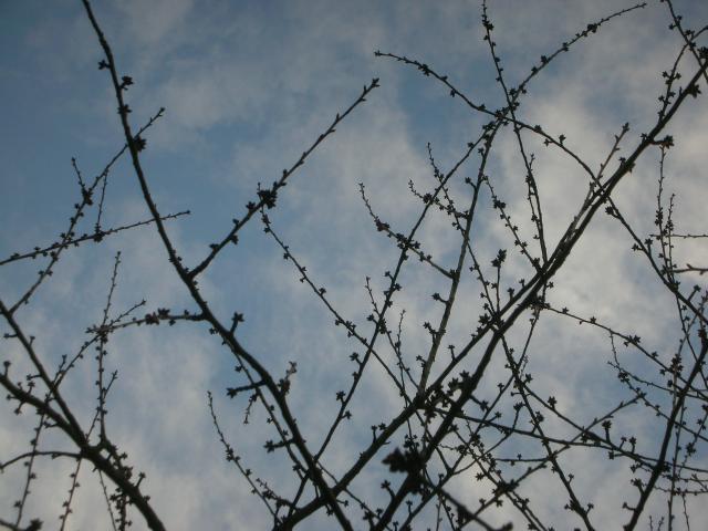 Springtime buds yay!