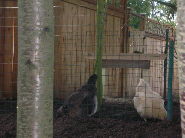 Neighborhood chickens