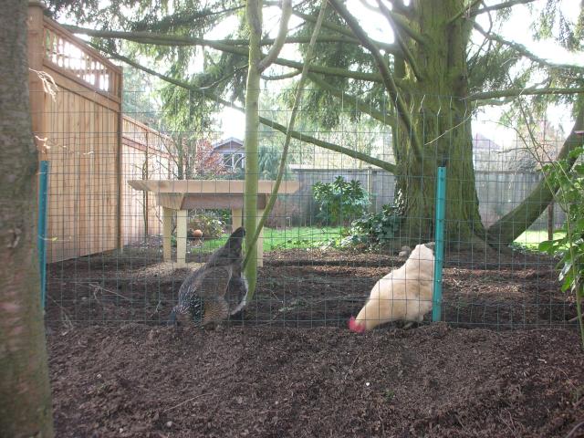 Neighborhood chickens