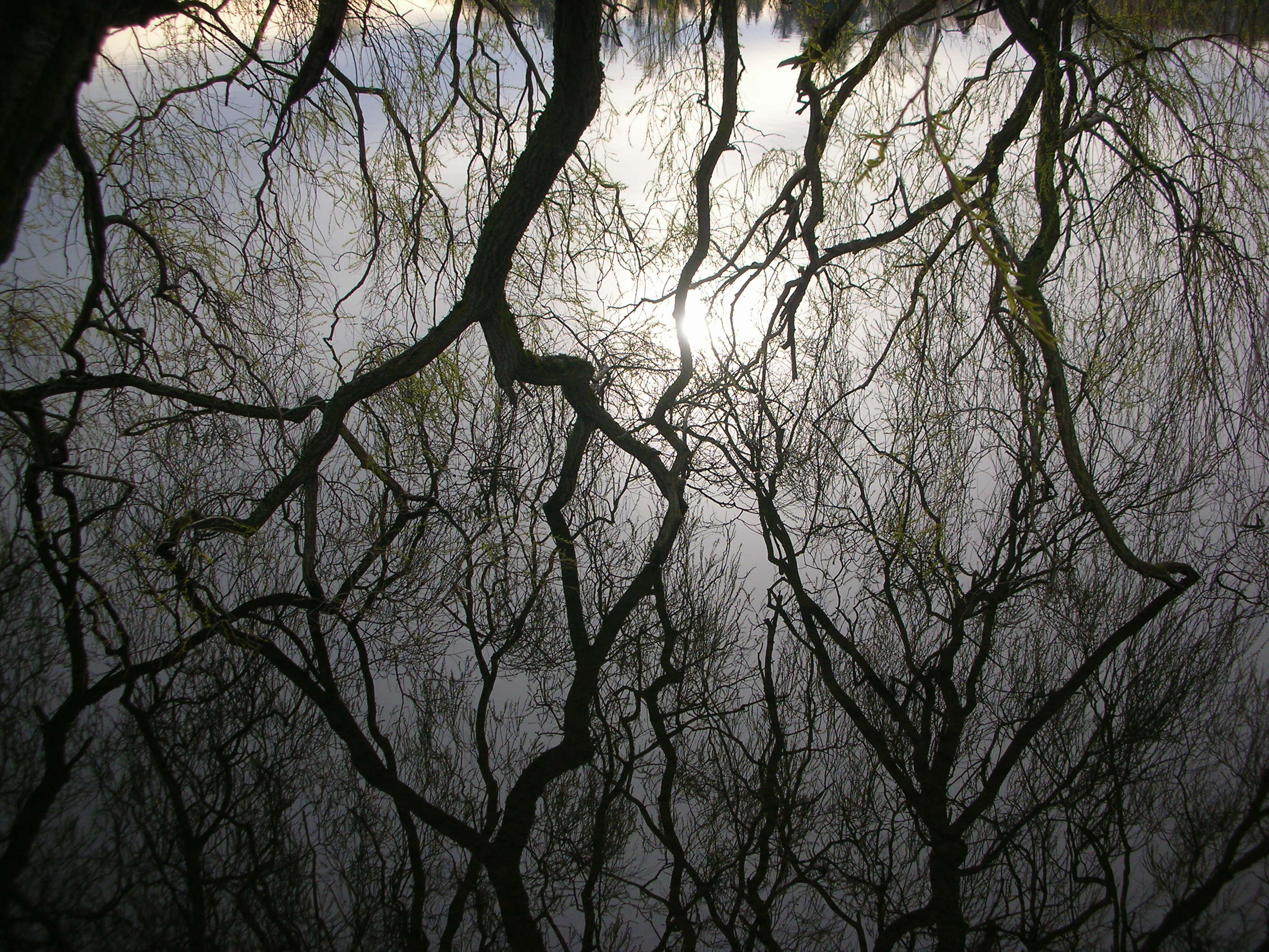 DSCN4731.JPG