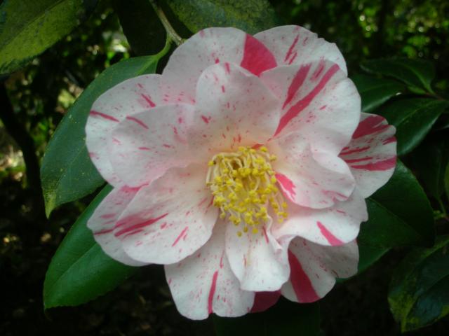 DSCN5057.JPG