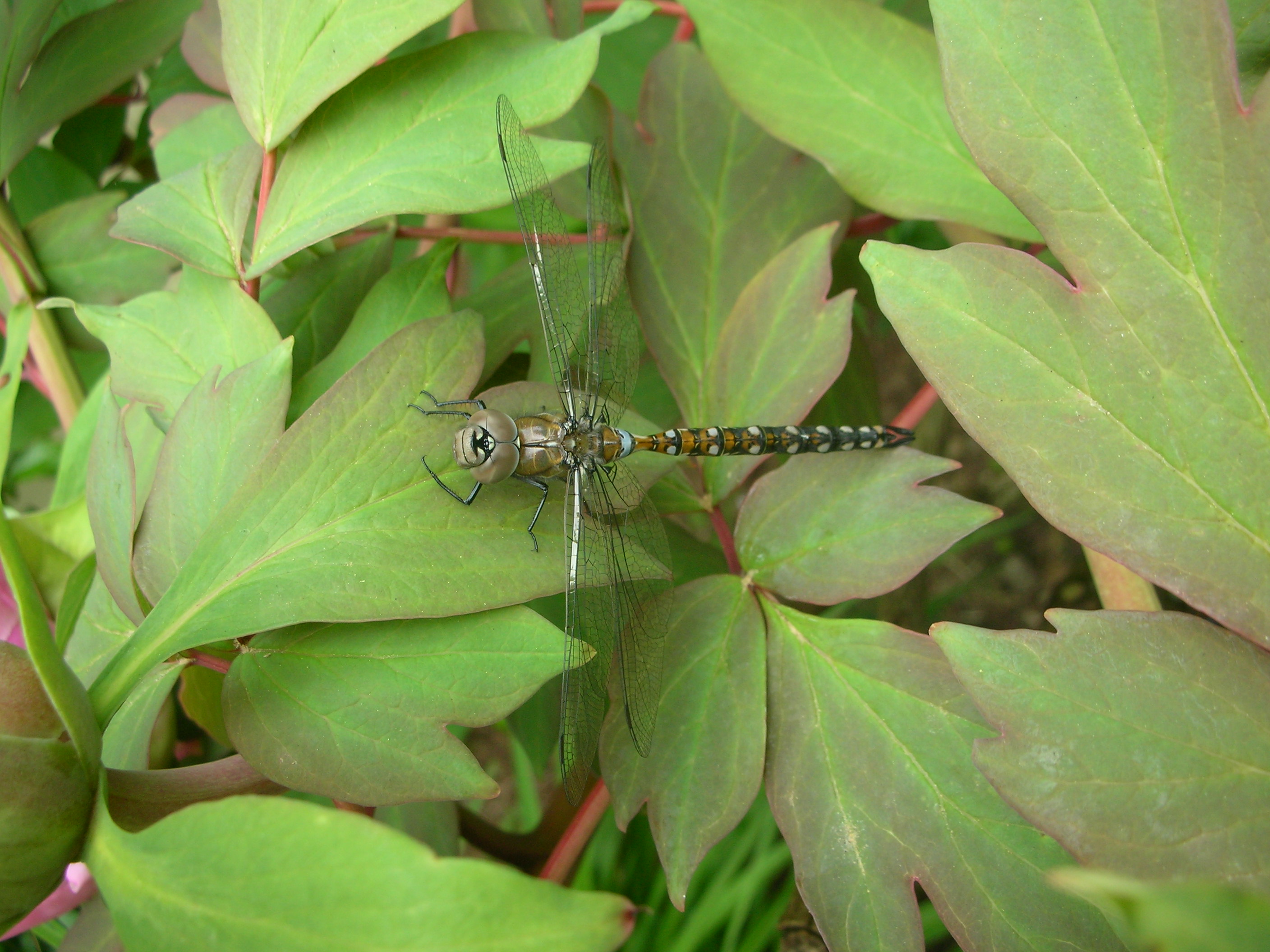 DSCN5162.JPG