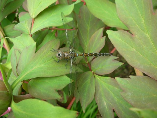 DSCN5162.JPG