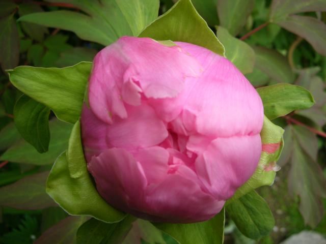DSCN5170.JPG