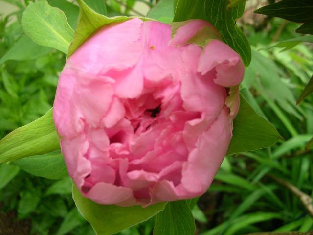 DSCN5172.JPG