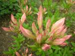 DSCN5188.JPG