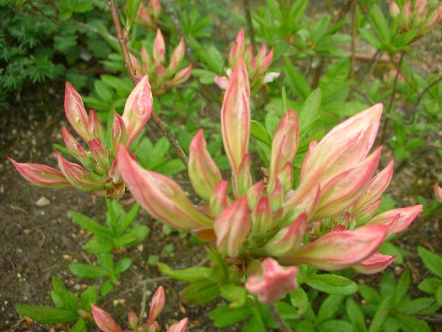 DSCN5188.JPG