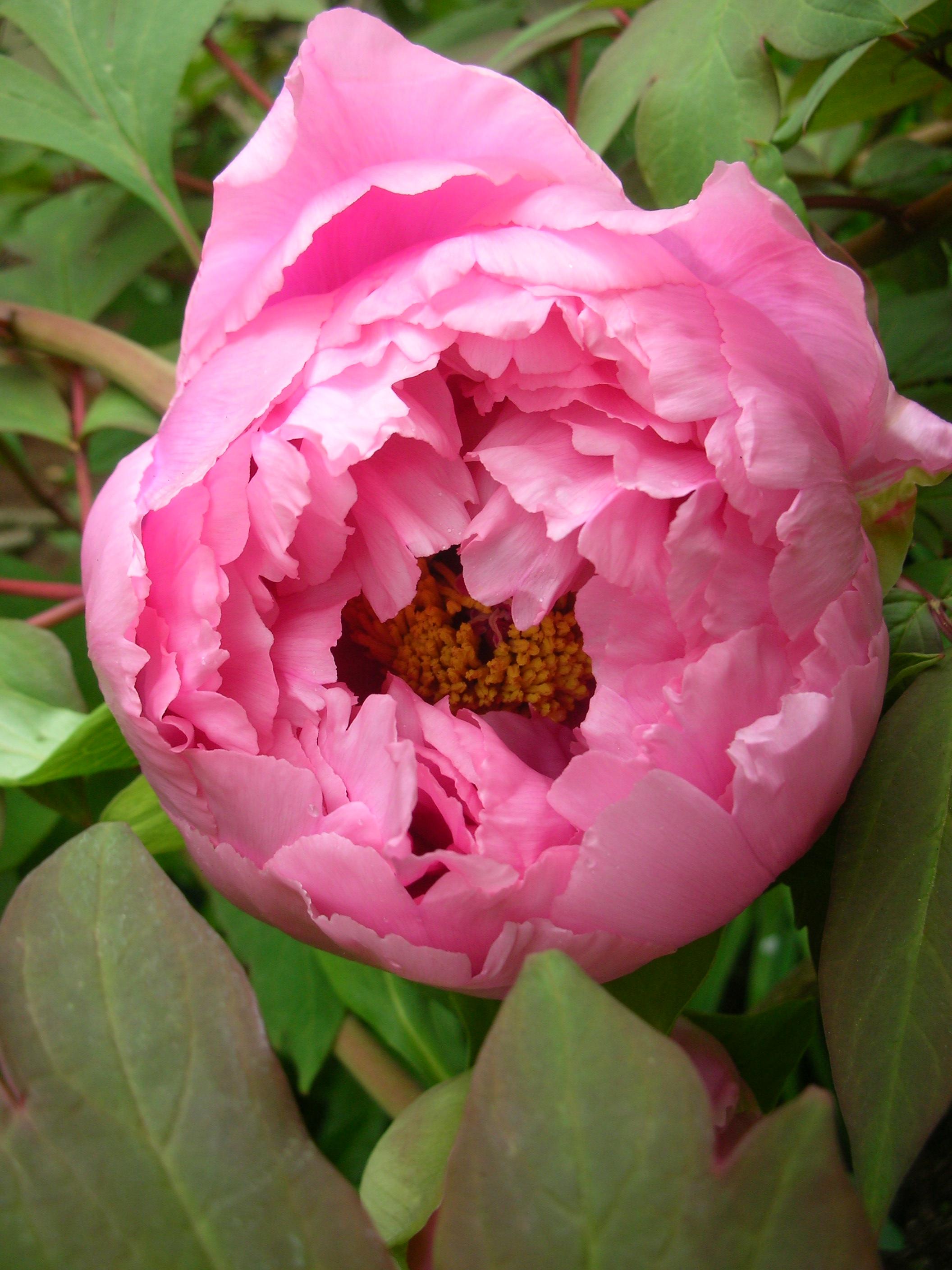 DSCN5171.JPG