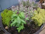 DSCN5249.JPG