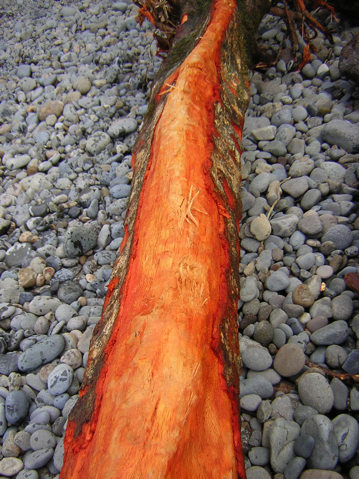 DSCN2909.jpg