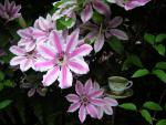 DSCN1785.jpg