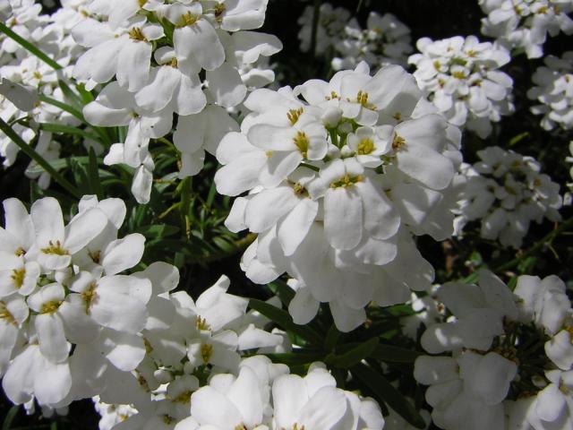 DSCN3054.jpg