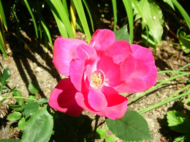 DSCN5883.JPG