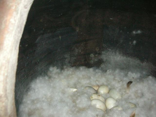 DSCN6161.JPG