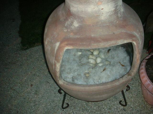 DSCN6162.JPG