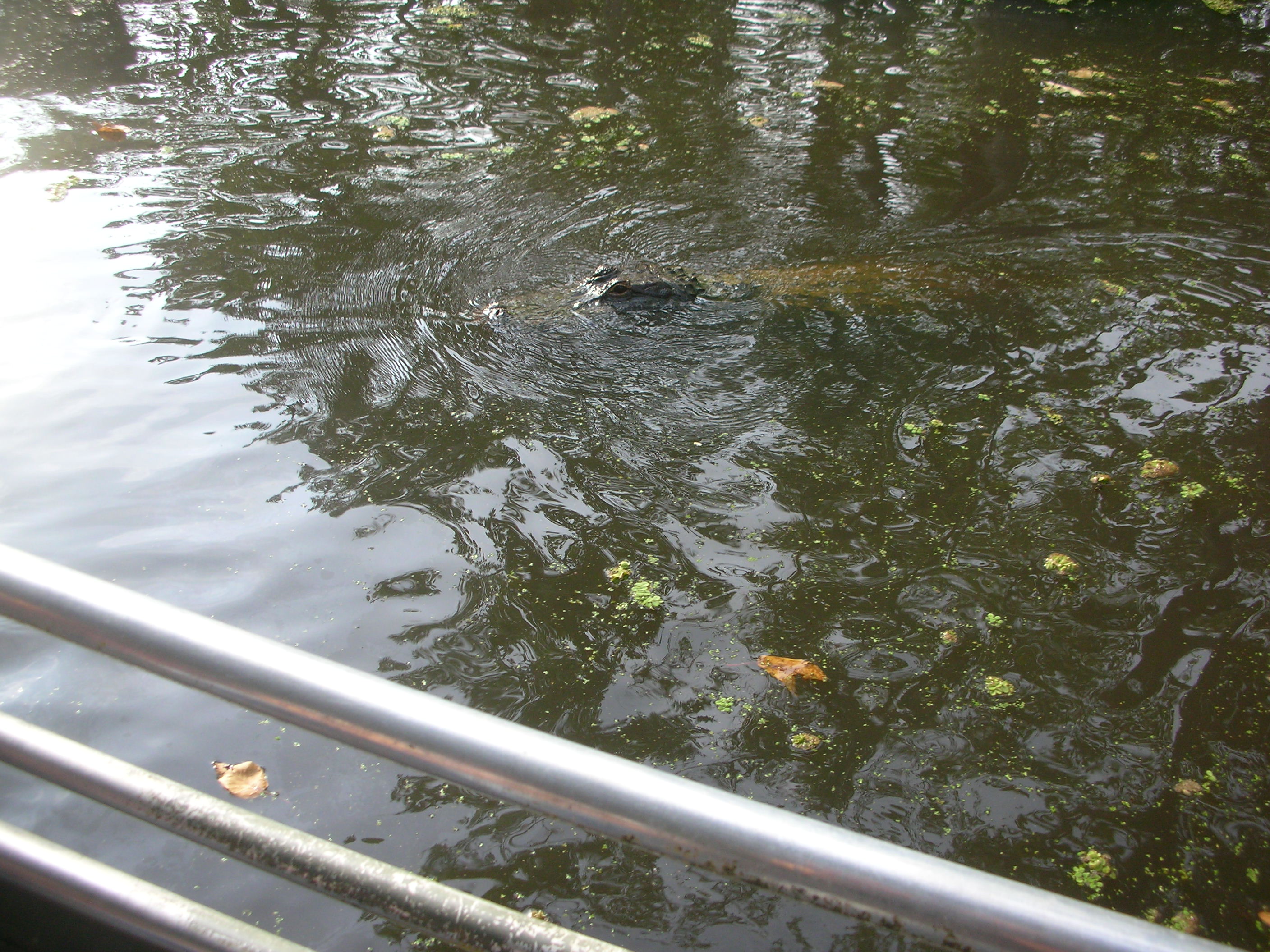 DSCN6313.JPG