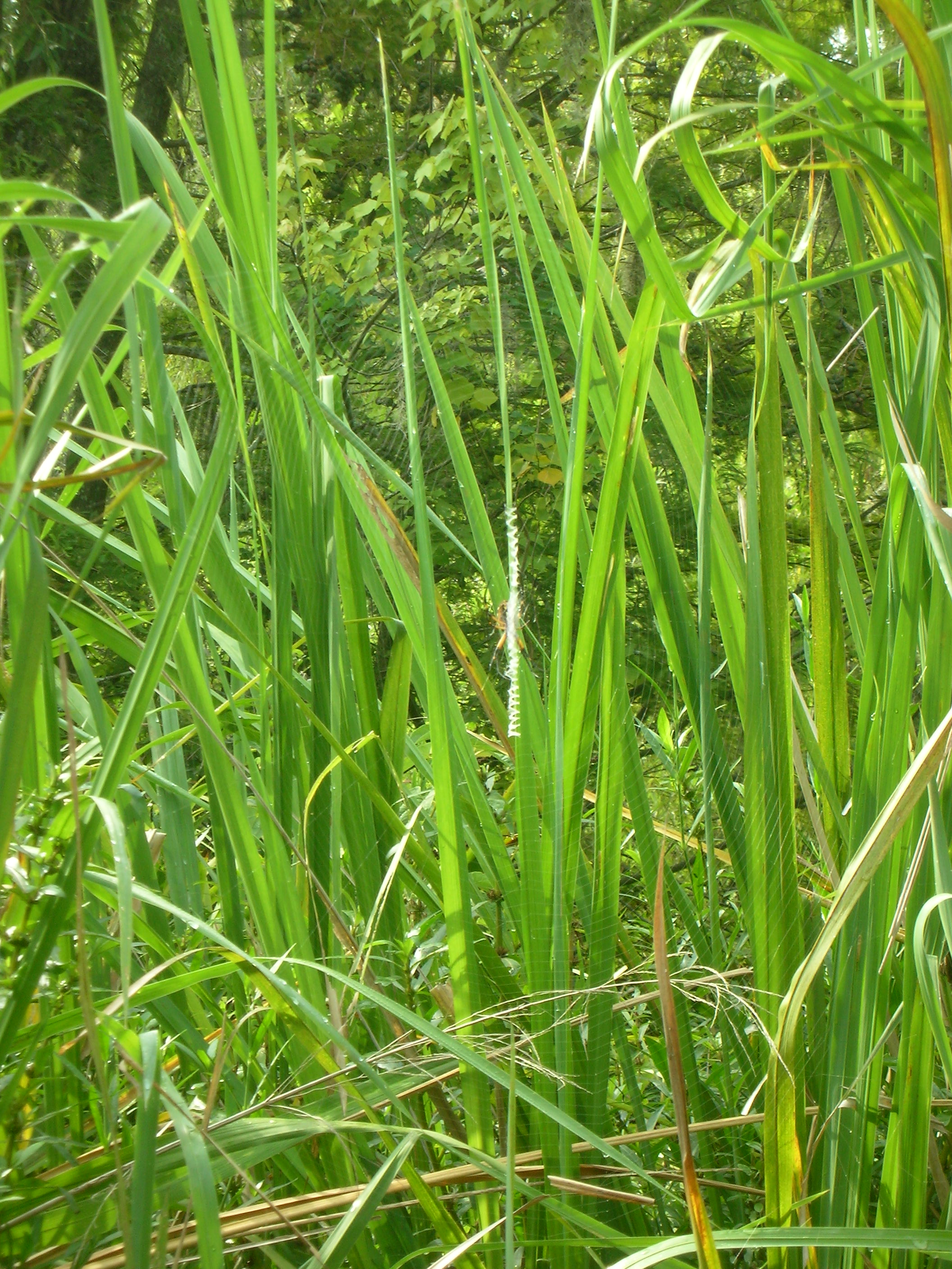 DSCN6367.JPG
