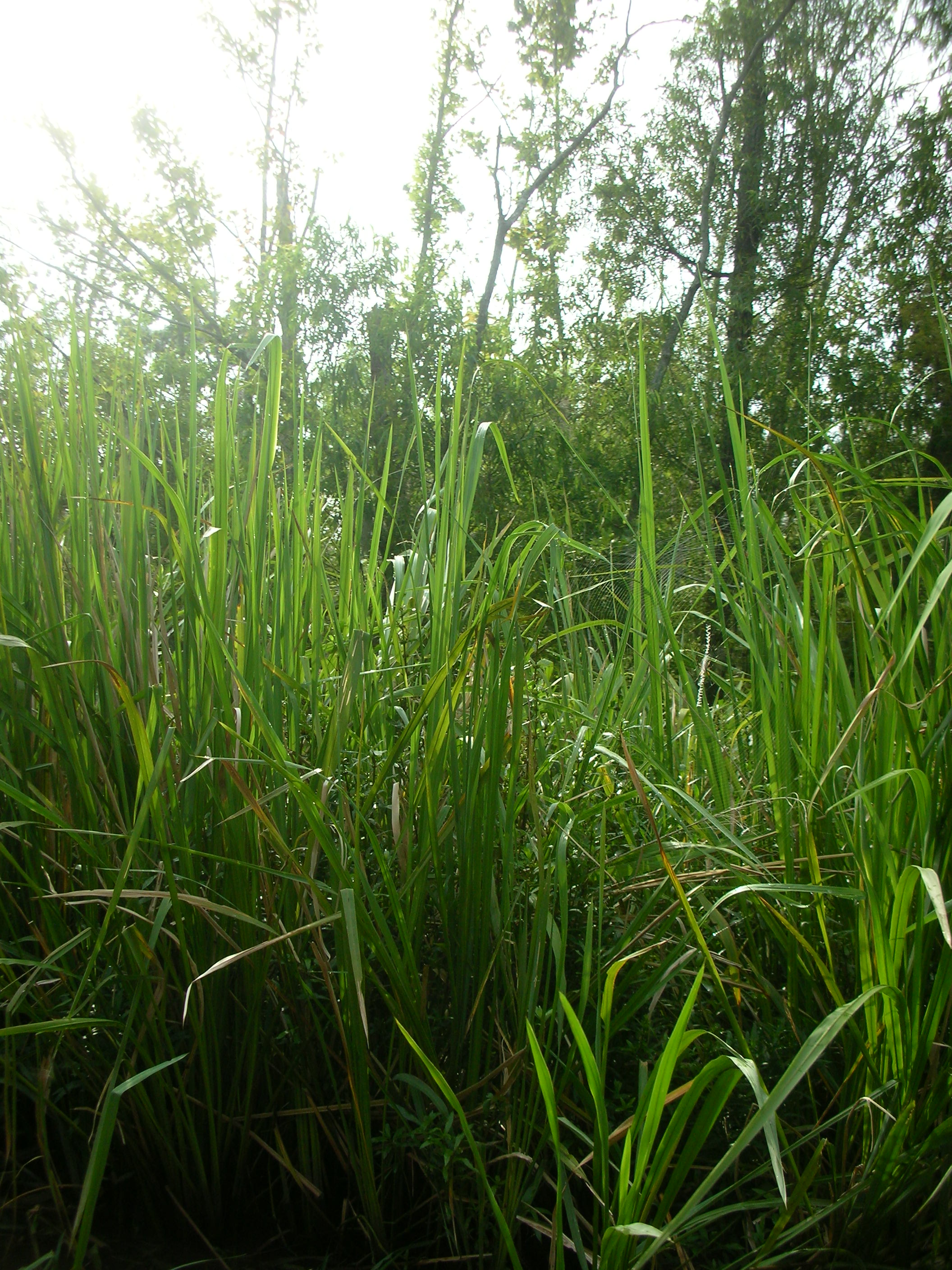 DSCN6368.JPG