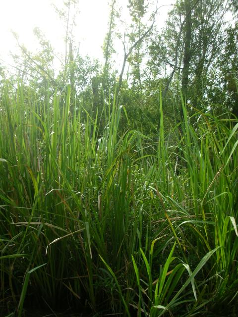 DSCN6368.JPG