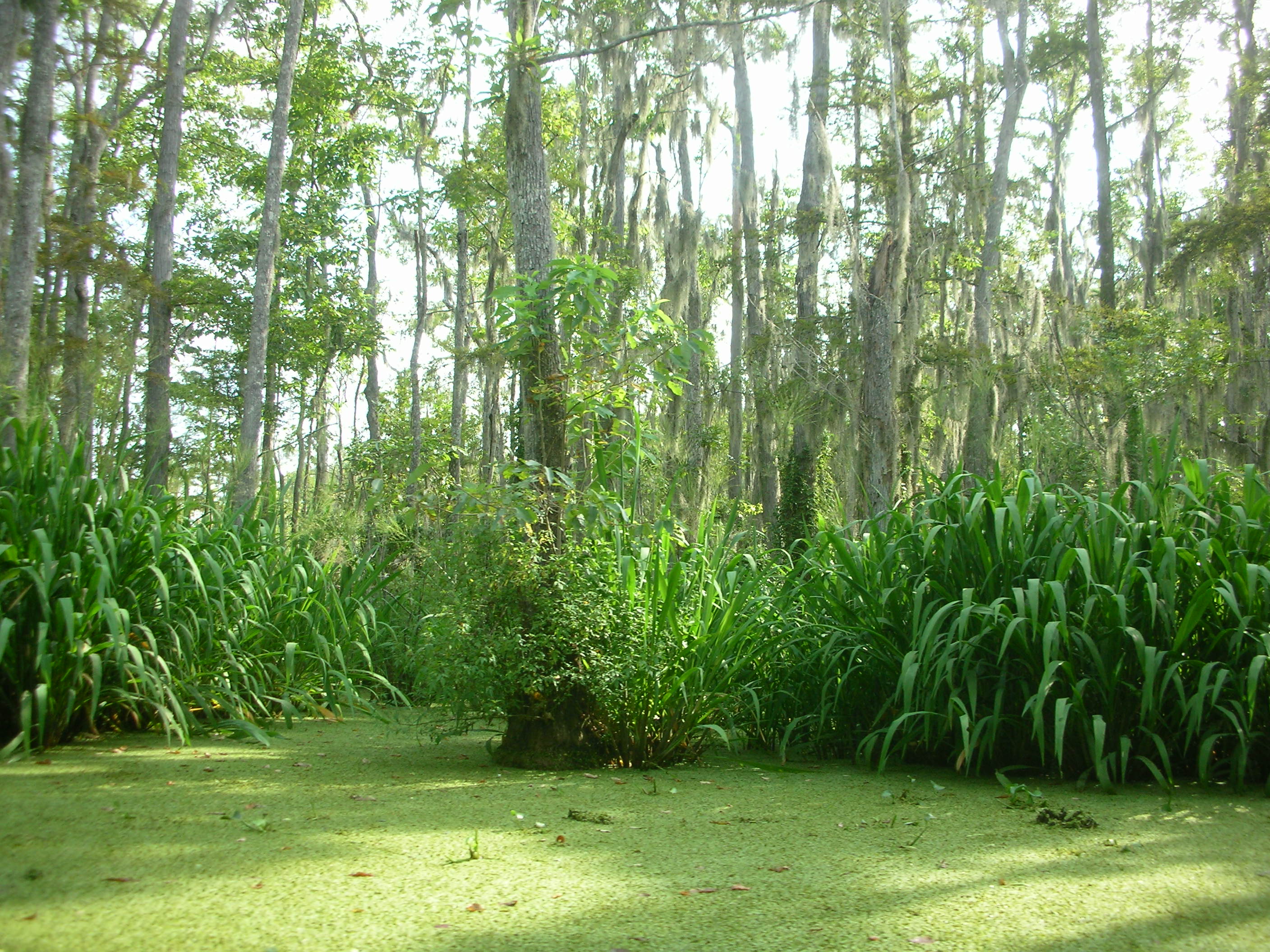 DSCN6387.JPG