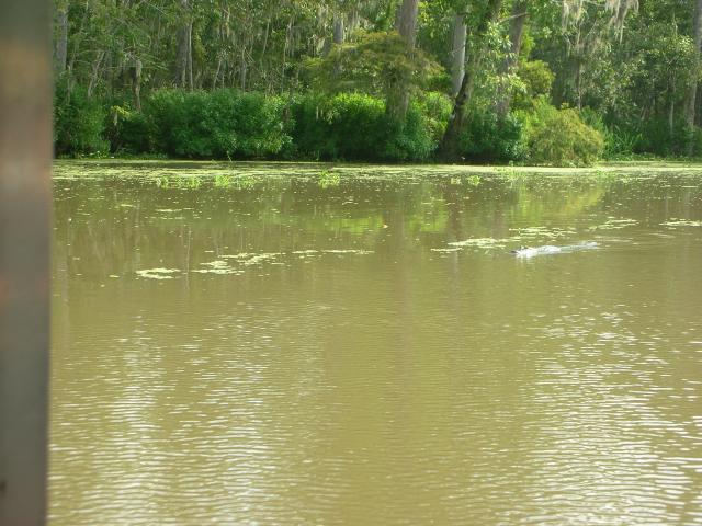 DSCN6397.JPG