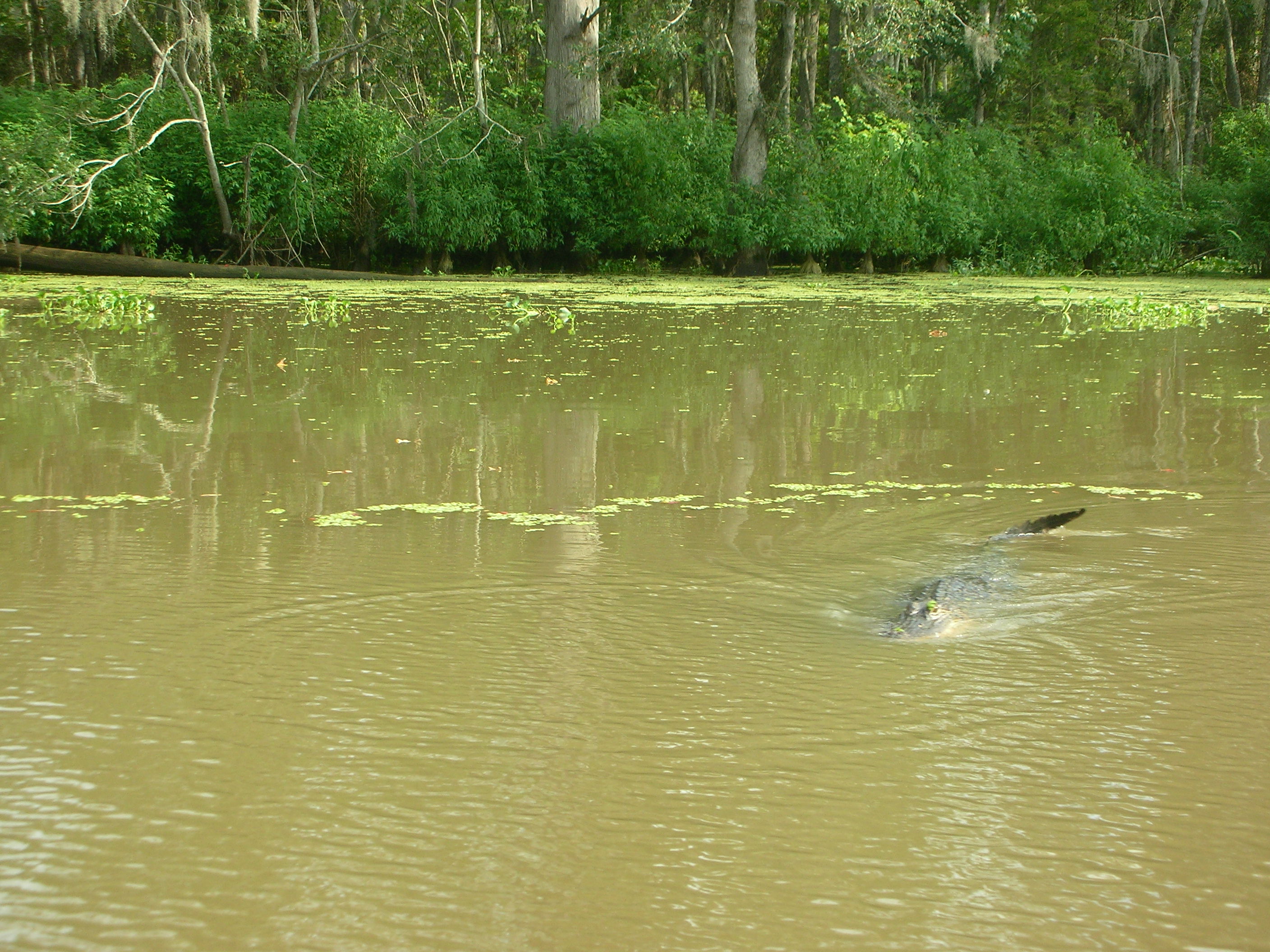DSCN6398.JPG