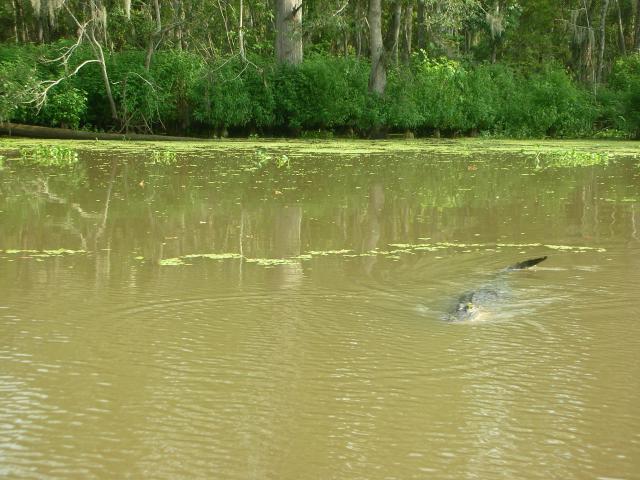 DSCN6398.JPG