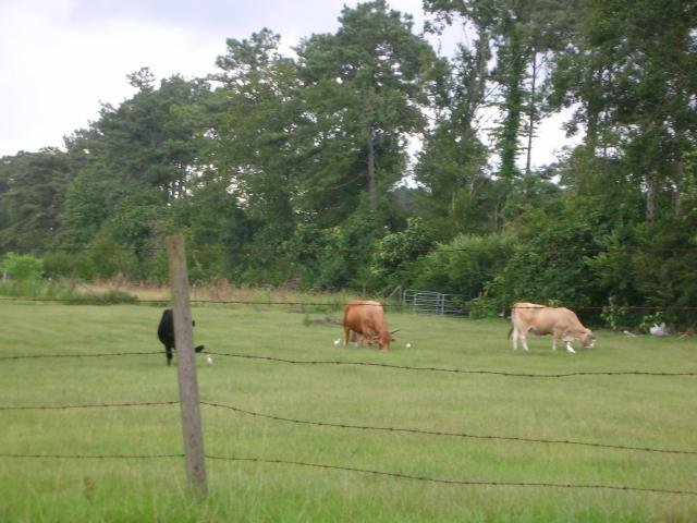 DSCN6545.JPG