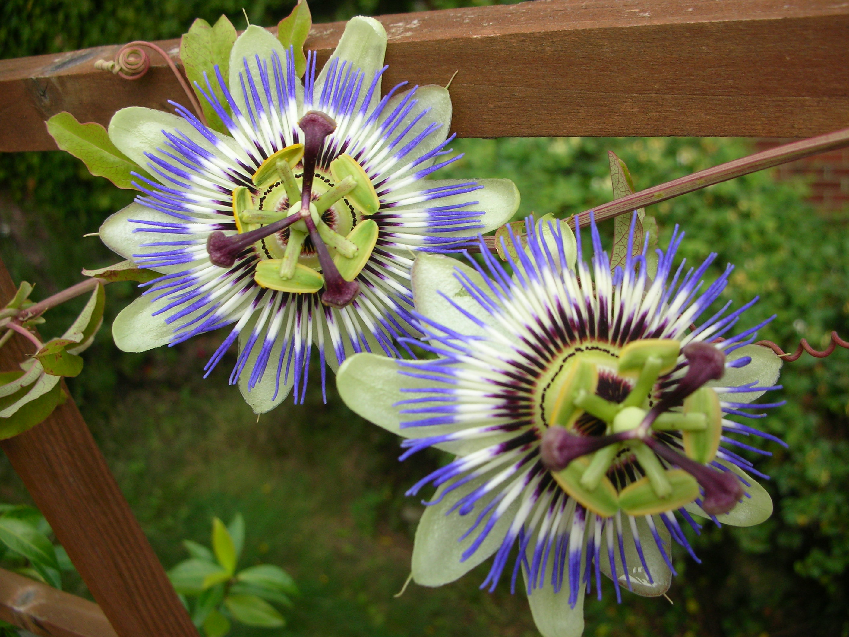 DSCN7125.JPG