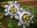 DSCN7125.JPG