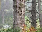 Oregon Coast, August 2007