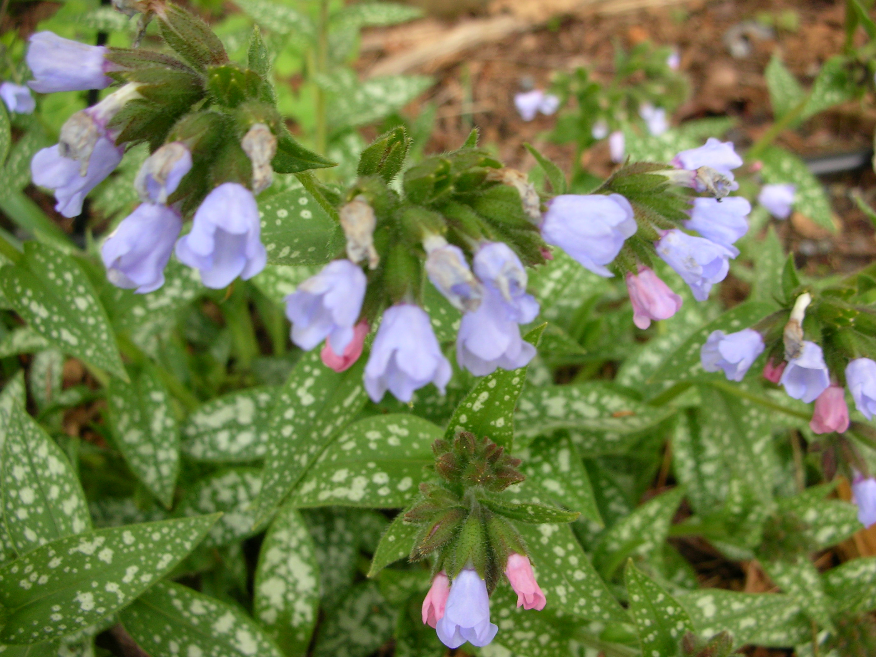 DSCN8323.JPG