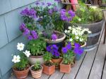 DSCN8435.JPG