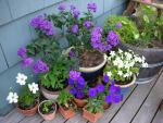 DSCN8437.JPG